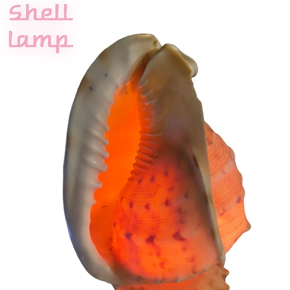 Source Unknown Orange and Cream Shell Lamp